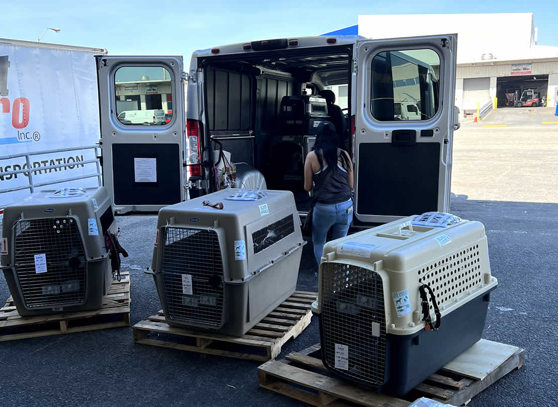 Road freight trucks