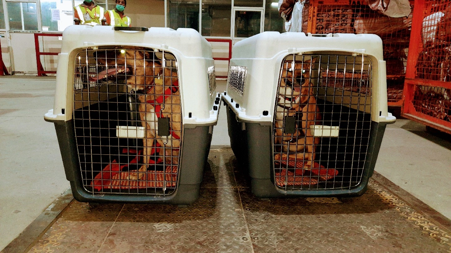 Dog in travel crate ready for flight